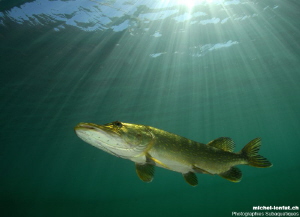 Adult Pike Fish in the sunlight... :O).. by Michel Lonfat 